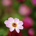 Pink Dahlia 