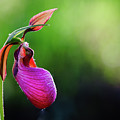 Pink Lady Slipper Wildflower