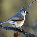 Tufted Titmouse Perched on a Branch