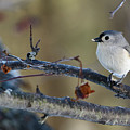 Tufted Titmouse Songbird with a Seed